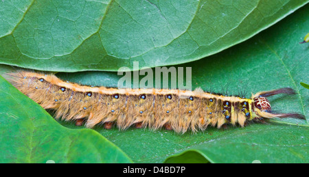 Behaarte braune Raupe Kratzen auf der grünen Blätter Stockfoto