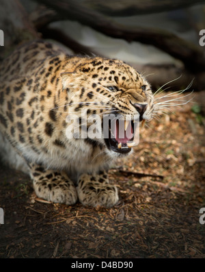 Amur-Leopard auf seine Hüften, Knurren Stockfoto