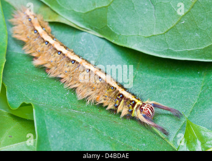 Behaarte braune Raupe Kratzen auf der grünen Blätter Stockfoto