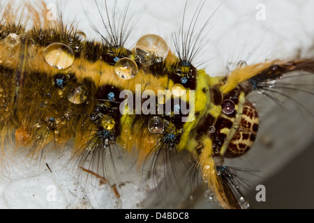 Behaarte Raupe krallte sich auf weißem Grund. Stockfoto