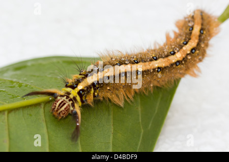 Behaarte braune Raupe Kratzen auf das grüne Blatt. Stockfoto