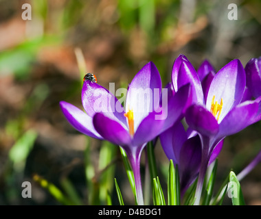 Frühlings-Krokus Stockfoto