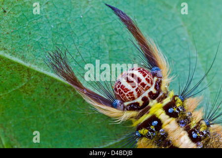 Behaarte braune Raupe Kratzen auf der grünen Blätter Stockfoto