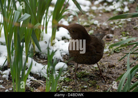 Worthing, West Sussex, UK. 11. März 2013. Schnee in den Südosten von England - weibliche Amsel auf Futtersuche in einem Garten mit Schnee Worthing West Sussex 11. März 2103.  Bildnachweis: Libby Welch / Alamy Live News Stockfoto