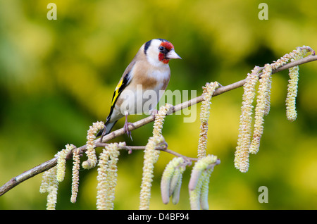 Europäische Stieglitz [Zuchtjahr Zuchtjahr] auf Kätzchen von Hazel [Corylus Avellana]. Sussex, UK März. Stockfoto