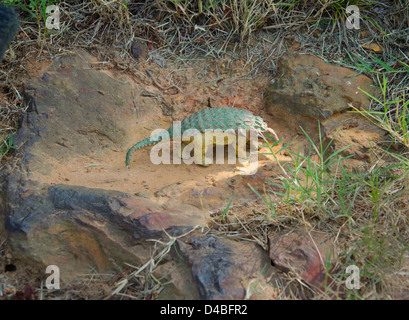 Dinosaurierspuren aus der Kreidezeit wurden auf dem Campus des Goddard Space Flight Center der NASA entdeckt. Die Fußspuren bieten einen seltenen Einblick in das prähistorische Leben und zeigen die Schnittstelle zwischen moderner Wissenschaft und alter Geschichte. Stockfoto