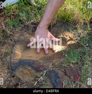 Dinosaurierspuren aus der Kreidezeit wurden im Goddard Space Flight Center der NASA entdeckt. Die Fußabdrücke wurden von dem Forscher Ray Stanford gefunden und geben neue Einblicke in das prähistorische Leben. Stockfoto