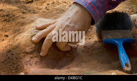 Ein verifizierter Nodosaurier-Fußabdruck aus der Kreidezeit wurde im Goddard Space Flight Center in Greenbelt, MD, entdeckt. Der Paläontologe Ray Stanford bestätigte die Echtheit des Fossils und markierte damit einen bedeutenden Fund in der Erforschung des prähistorischen Lebens. Stockfoto