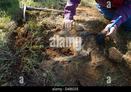 Ein bestätigter Nodosaur-Fußabdruck wurde im Goddard Space Flight Center in Greenbelt, Maryland, entdeckt. Dieser prähistorische Fußabdruck bietet Einblicke in die Umgebung und das Verhalten von Dinosauriern während der Kreidezeit. Die Entdeckung ist Teil der laufenden paläontologischen Forschung auf dem Goddard-Campus der NASA. Stockfoto