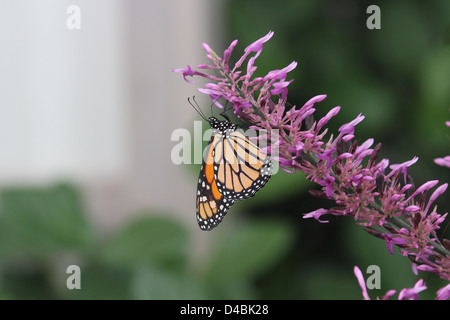 Monarch butterfly auf rosa Blume Stockfoto