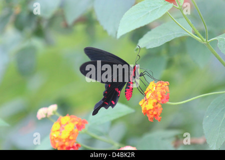 Schwarzer Schmetterling rot Körper auf Blume Stockfoto