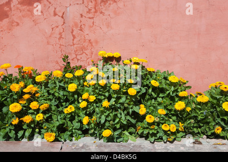 Leuchtend gelbe und orange Blüten und grünen Blättern von Calendula Officinalis, Ringelblume auf strukturierte Terrakotta Wand Hintergrund Stockfoto