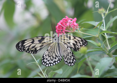 gelbe und schwarze Schmetterling auf rosa Blume Stockfoto