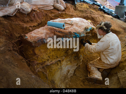 Die Spuren von Dinosauriern aus der Kreidezeit wurden auf dem Campus des Goddard Space Flight Center in Greenbelt, Maryland, entdeckt. Diese antiken Spuren bieten einen wichtigen Einblick in die prähistorische Vergangenheit der Region und verbinden Raumfahrtforschungseinrichtungen mit der Naturgeschichte. Stockfoto