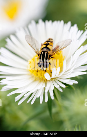 Helophilus Trivittatus (Europäische Drohne fliegen/Hoverfly) auf weiße Aster Tradescantii Blume Stockfoto