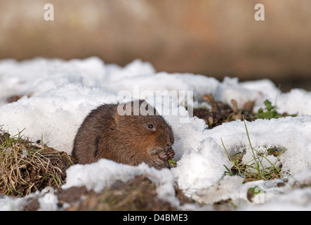 Schermaus - Arvicola Terrestris On Snow. UK Stockfoto