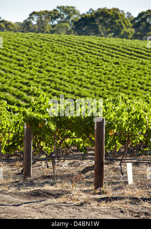 Reben wachsen in der Barossa Valley Wein-Region von South Australia Stockfoto