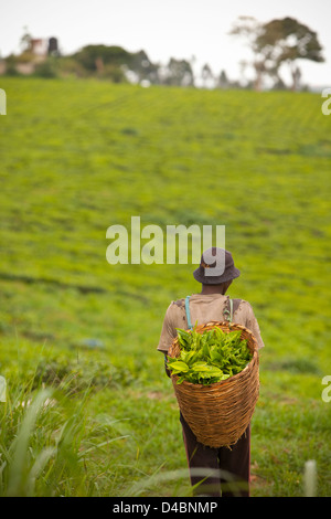 Ein Arbeiter kehrt aus dem Feld mit einem Korb mit frisch gepflückten Tee in Fort Portal, Uganda, Ostafrika. Stockfoto