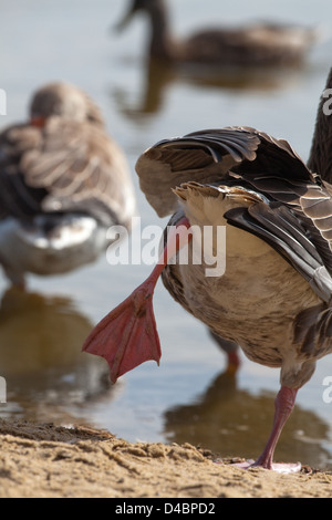 Graugans (Anser Anser). Stehend auf dem rechten Bein, etwa auf der linken Seite, und wahrscheinlich der Schirm zu Strecken. Stockfoto
