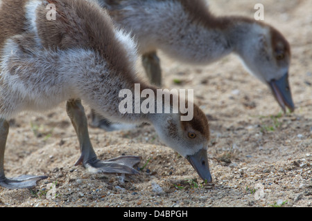 Ägyptische Gänse (Alopochen Aegyptiacus). Junge auf der Suche nach Körnchen Sand als Splitt im Geflügelmagen verwenden. Größe Preferance gemacht Stockfoto