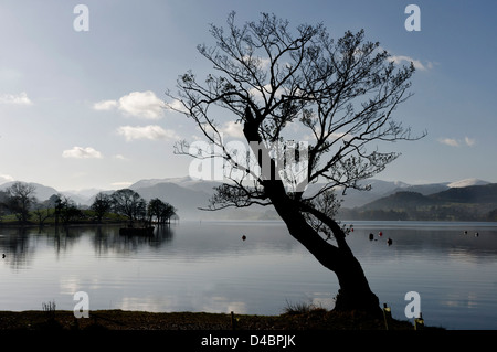 Ein einsamer Baum am Ufer des Ullswater in The Lake District, England Stockfoto