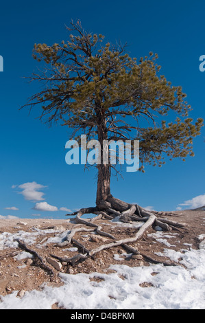 Baum im Bryce Canyon mit Root-System, Utah, USA Stockfoto