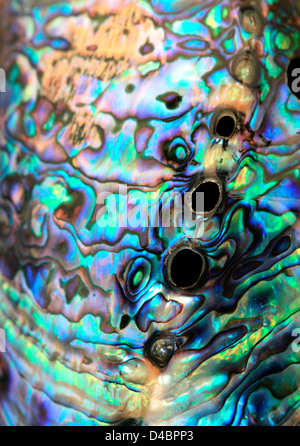 Paua Abalone (Haliotis Iris) Muscheln bunten Details Stockfoto