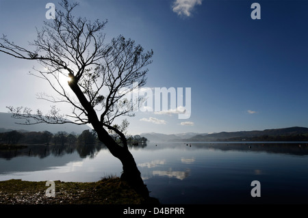 Ein einsamer Baum am Ufer des Ullswater in The Lake District, England Stockfoto