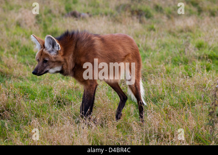 Mähnenwolf (Chrysocyon Brachyurus). Größte Canid Südamerikas. Stalking wahrgenommene Beute. Verwundbar. Stockfoto