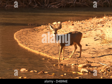 Hirsch trinken in River im Zion National Park, Utah, USA Stockfoto