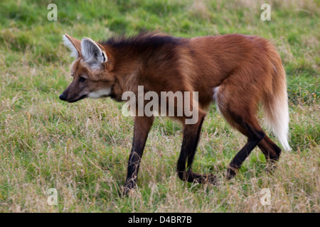 Mähnenwolf (Chrysocyon Brachyurus). Größte Canid Südamerikas. Stalking wahrgenommene Beute. Verwundbar. Stockfoto