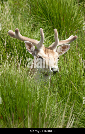 Junges Damwild (Dama Dama) Buck mit samt Geweih versteckt im hohen Gras bedeckt, Charnwood Forest, Leicestershire, England, Großbritannien Stockfoto