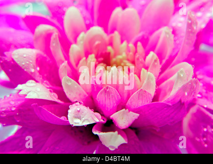 Closeup Aufnahme einer schönen lila Daisy Blume mit Tropfen des Wassers Stockfoto