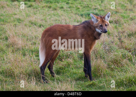 MANED WOLF Chrysocyon Brachyurus. Grasland-Südamerika. Stockfoto