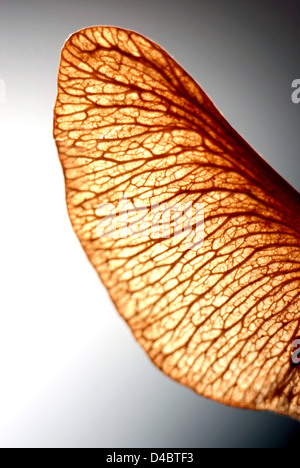 Geflügelte Ahorn Samen Stockfoto