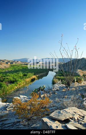 Ocotillo (Fouquieria splendens), Rio Grande, Wüstenlandschaft, vom Hot Springs Trail, Big Bend National Park, Texas USA Stockfoto