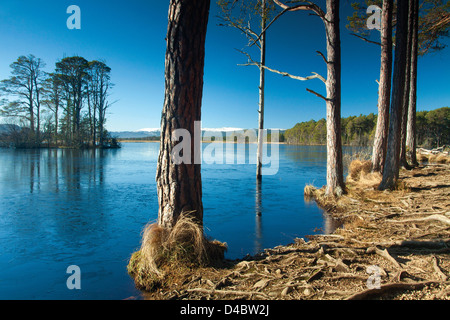 Loch Mallachie, Abernethy Nature Reserve, Cairngorm National Park Highland Stockfoto