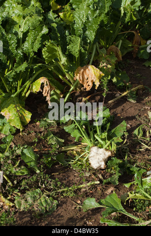 Kalifornien RED-SIDED GARTER SNAKE Thamnophis Sirtalis infernalis Stockfoto