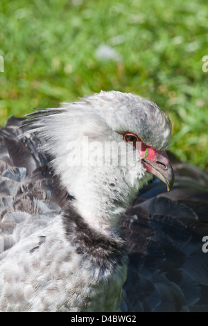 Hauben- oder südlichen Screamer Chauna Torquata. PORTRÄT. Kopf-Details. Stockfoto