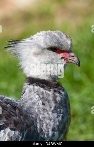 Hauben- oder südlichen Screamer Chauna Torquata. PORTRÄT. Kopf-Details. Stockfoto