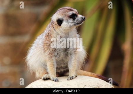 Ein Erdmännchen, sitzend auf einem Felsen, schaut sich um Stockfoto