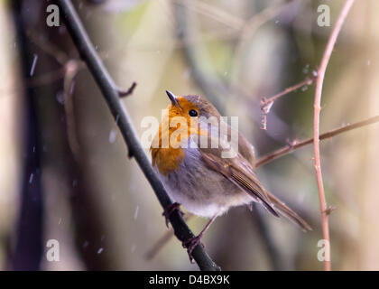 Fetcham, Surrey, UK. 11. März 2013. Ein Rotkehlchen bläht sich seine Federn um warm zu halten, da der Schnee in Fetcham, Surrey heute fällt. Stockfoto