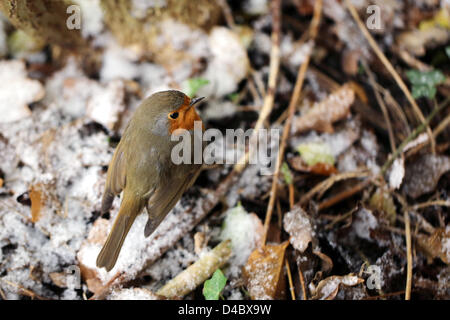 Fetcham, Surrey, UK. 11. März 2013. Ein Rotkehlchen bläht sich seine Federn um warm zu halten, da der Schnee in Fetcham, Surrey heute fällt. Stockfoto