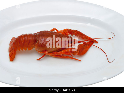 rote gekochte Krebse Closeup auf weißen Teller Stockfoto