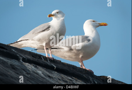 Silbermöwen auf dem Dach Stockfoto