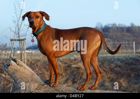 Berlin, Deutschland, eine Deutsche Pinscher posiert auf einem Baumstamm Stockfoto