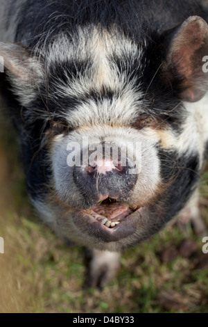 Hairy oder Woolly Pig Stockfoto