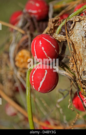 Lutscher Kletterer, Marmor-Rebe, Diplocyclos Palmatus, Indien Stockfoto