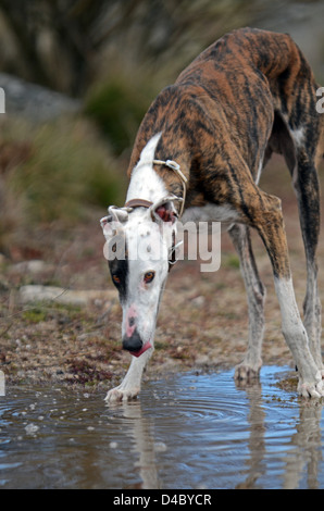 Spanischen Windhund Getränke aus einer Pfütze Regen in Sierra de Gredos, Avila, Spanien Stockfoto