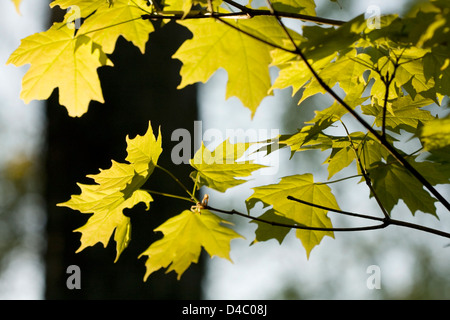 Backlit-Zucker-Ahorn Blätter gegen einen dunklen Baum bei Sonnenuntergang. Stockfoto